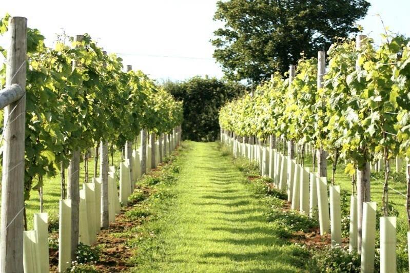 Lobhill Farmhouse Bed And Breakfast And Self Catering Accommodation Okehampton Zimmer foto