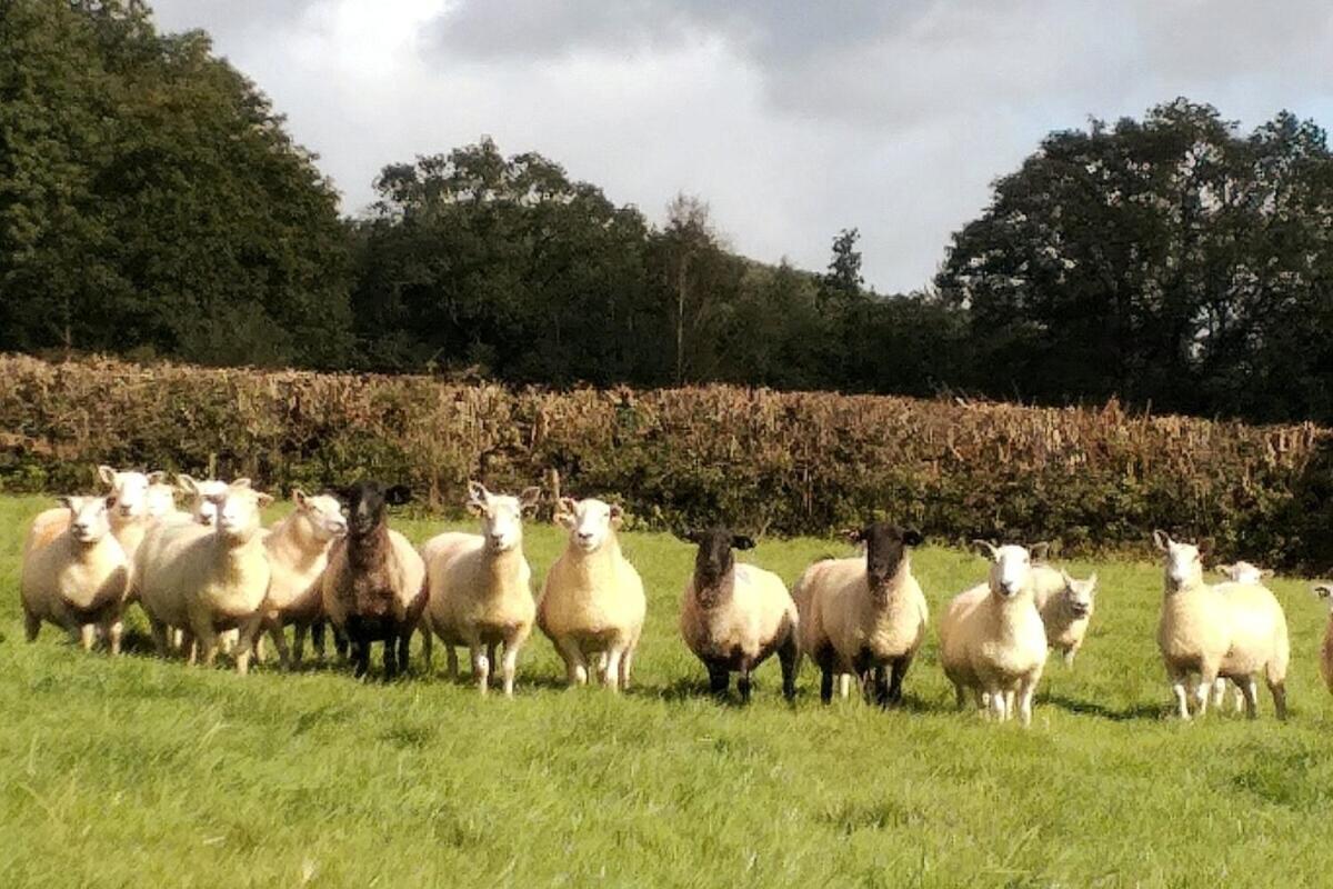 Lobhill Farmhouse Bed And Breakfast And Self Catering Accommodation Okehampton Zimmer foto
