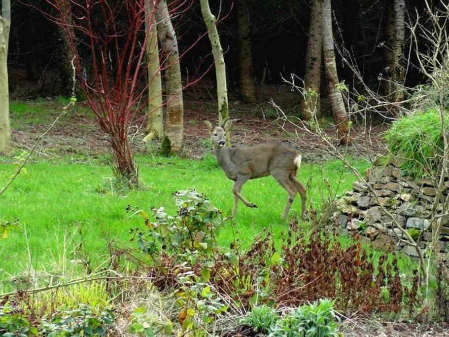 Lobhill Farmhouse Bed And Breakfast And Self Catering Accommodation Okehampton Zimmer foto